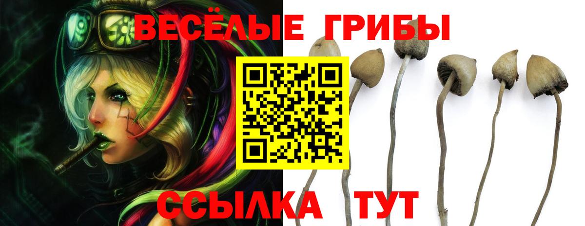 Псилоцибиновые грибы Cubensis Ульяновск